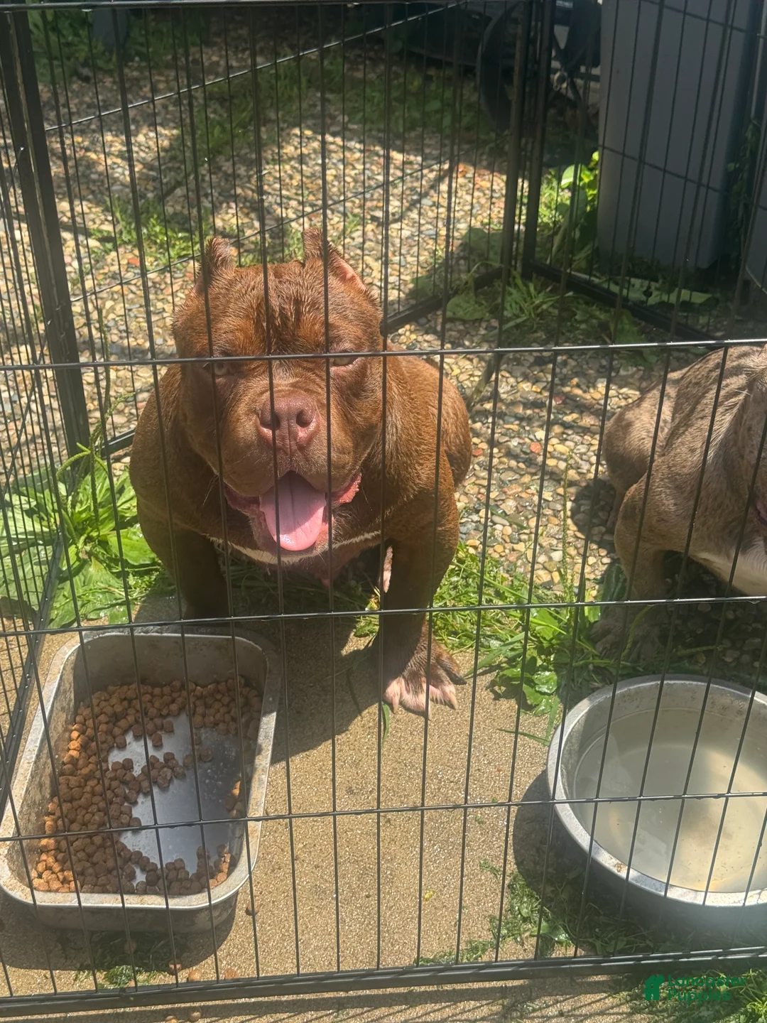 American Bully dogs for sale: Jax  - Ad 1