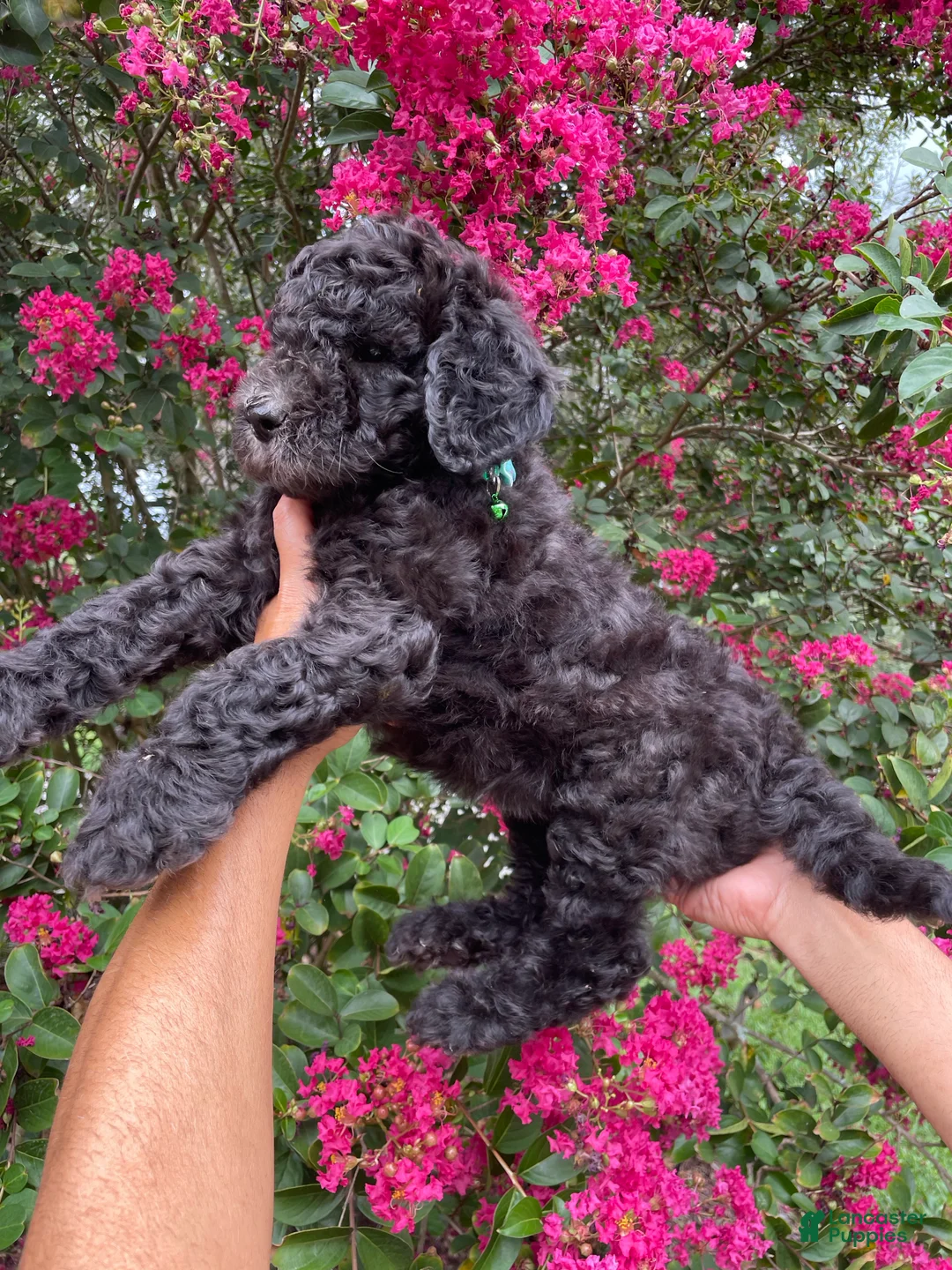 Goldendoodle dogs for sale: Bear - Ad 7