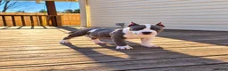 American Bully dogs for sale: 9x Kennels Marilyn Monroe  - Ad 3
