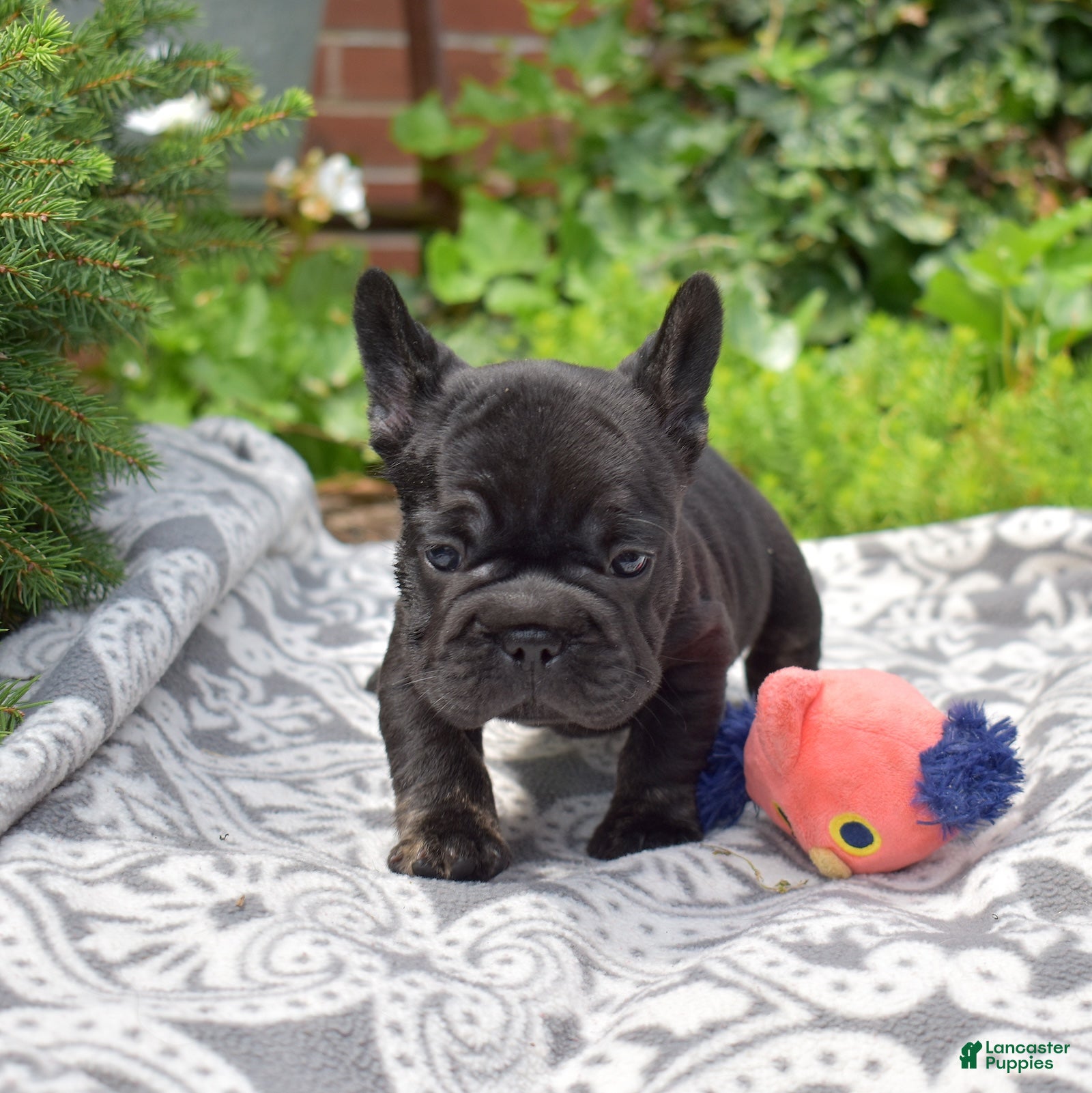 French Bulldog dogs Spidey - Ad 1