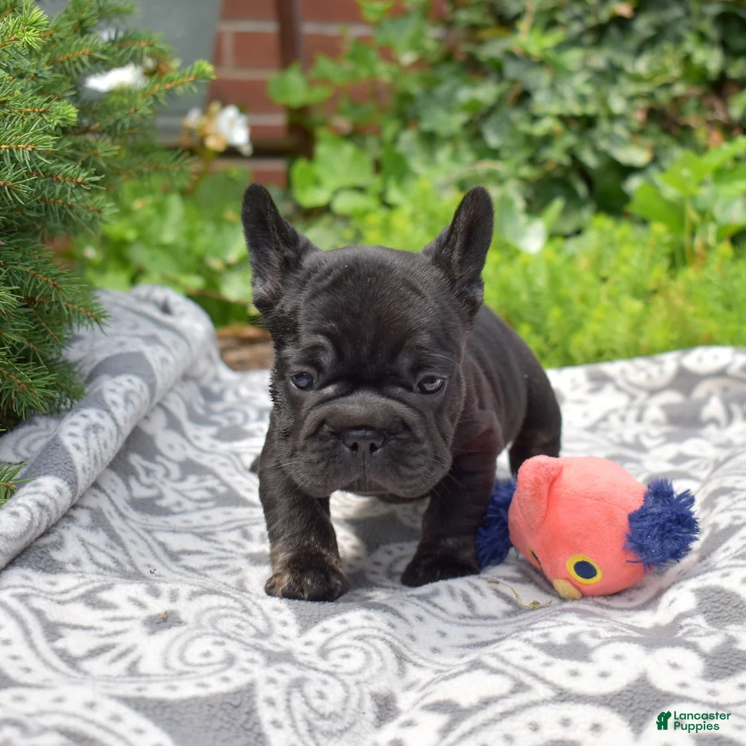 French Bulldog dogs for sale: Spidey - Ad 1