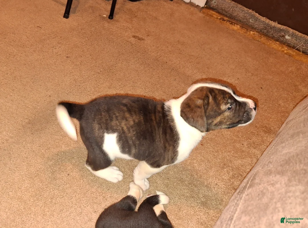 Mixed Breed dogs for sale: Mixed Breed Puppy 3 Sidney  - Ad 1