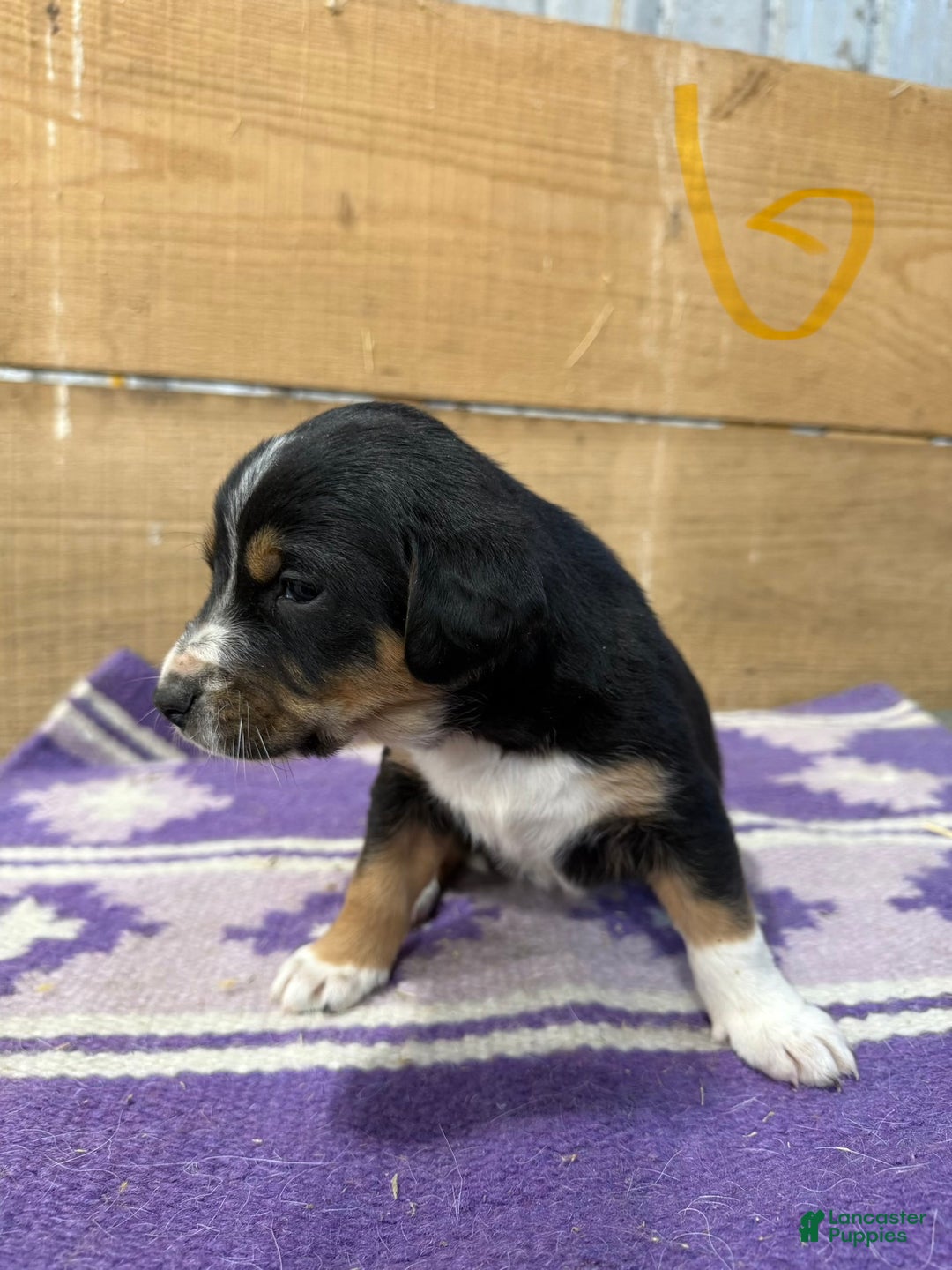 Mixed Breed dogs for sale: Mixed Breed Puppy 9 - Ad 1