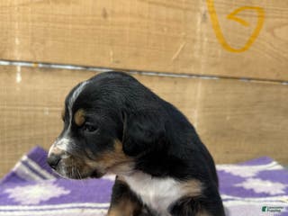 Mixed Breed dogs Mixed Breed Puppy 9 - Ad 31
