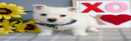 West Highland Terrier dogs for sale: Baxter - Ad 9