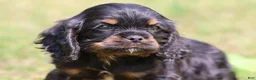 Mixed Breed dogs for sale: Dream - Ad 4