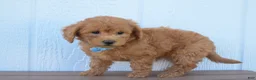 Bichpoo dogs for sale:  Kody 🐶💖 - Ad 13