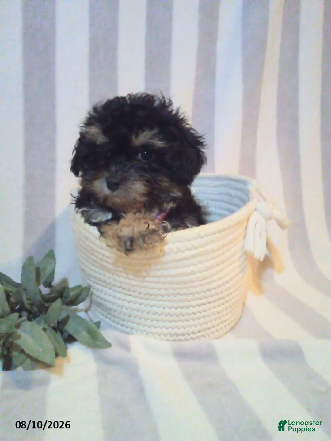 Havapoo dogs for sale: Chloe - Ad 3