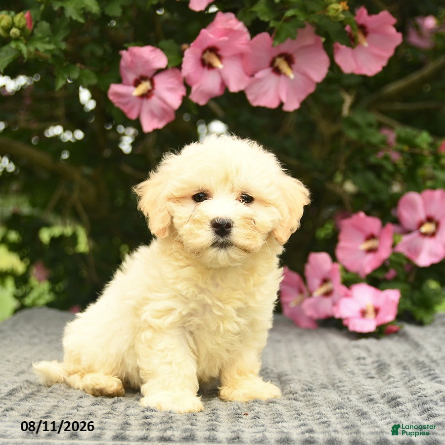 Mixed Breed dogs Arlan  - Ad 1