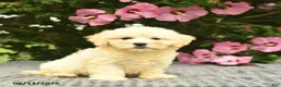 Mixed Breed dogs for sale: Arlan  - Ad 1