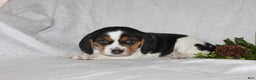 Beagle dogs for sale: Twinkles - Ad 4
