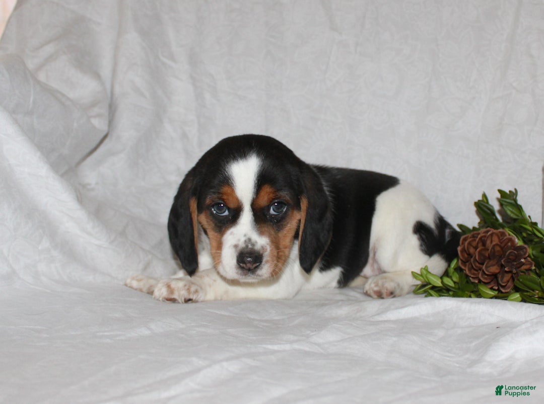 Beagle dogs for sale: Twinkles - Ad 4