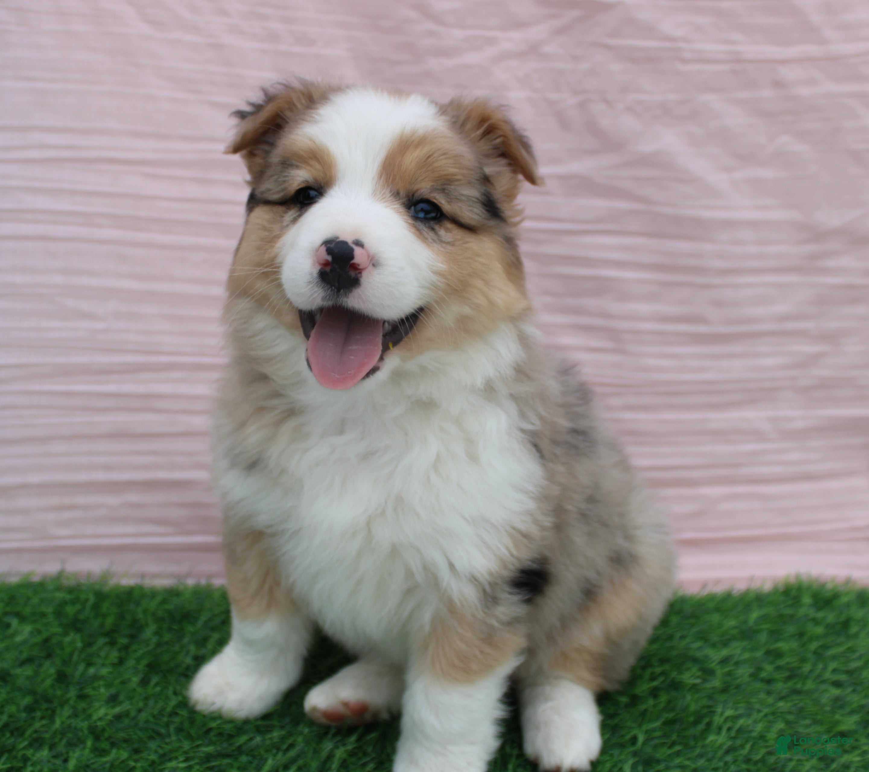 Australian Shepherd dogs Emma - Ad 1