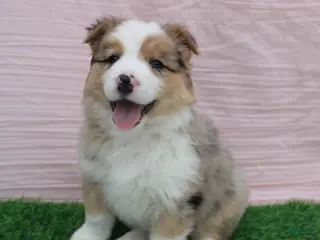 Australian Shepherd dogs for sale: Emma - Ad 2
