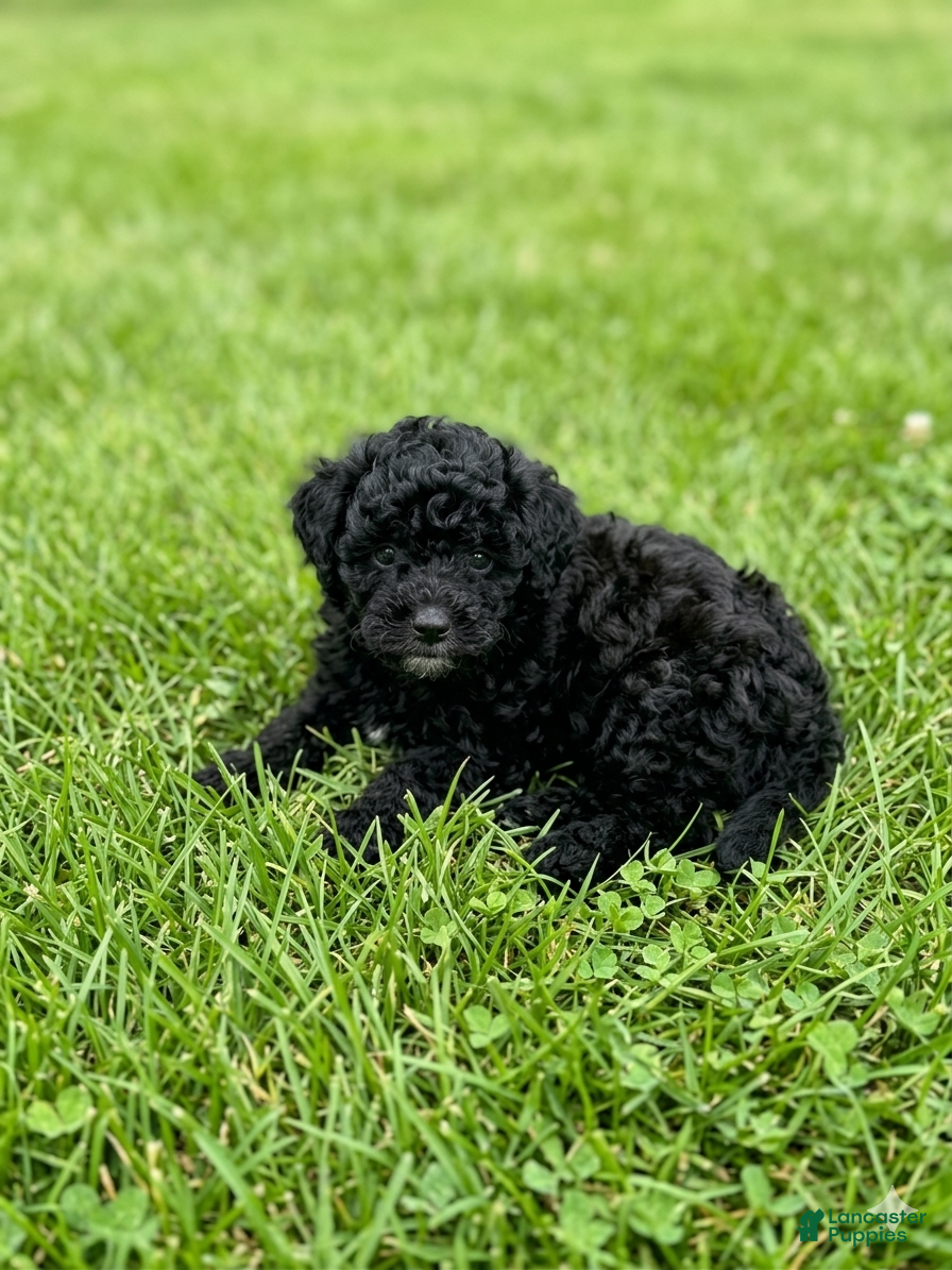 Mini Bernedoodle dogs Mini bernedoodles 4 - Ad 1