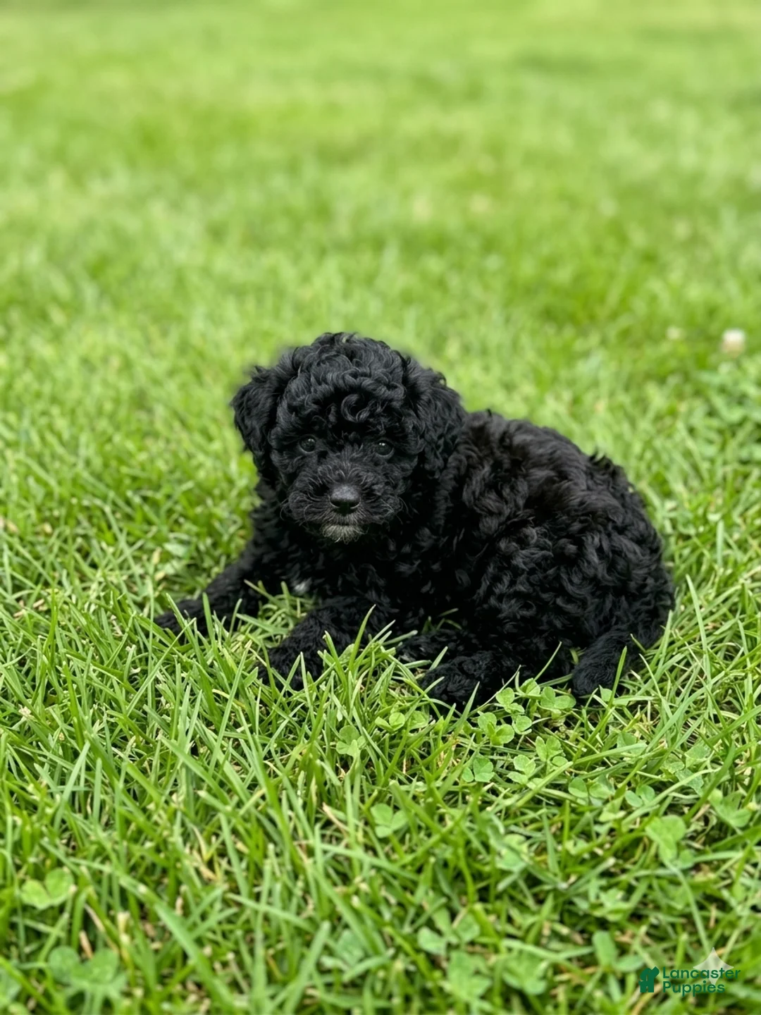 Mini Bernedoodle dogs for sale: Mini bernedoodles 4 - Ad 1