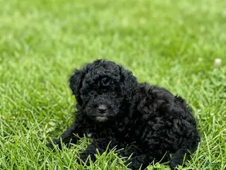 Mini Bernedoodle dogs for sale: Mini bernedoodles 4 - Ad 2