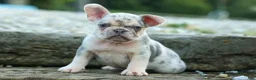 French Bulldog dogs for sale: Spencer 🐾 - Ad 25