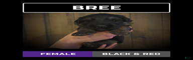 Bree
