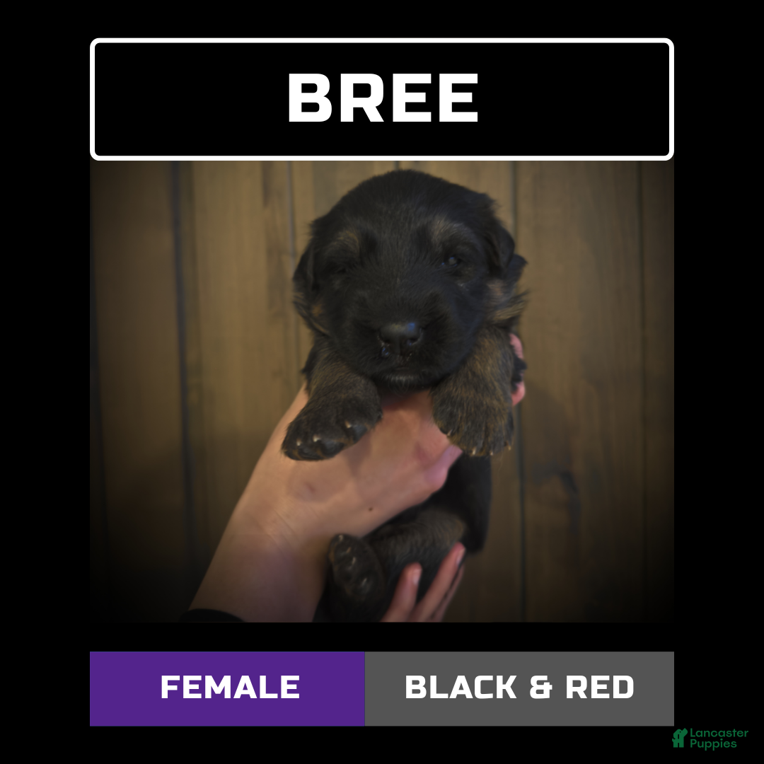German Shepherd dogs for sale: Bree - Ad 1