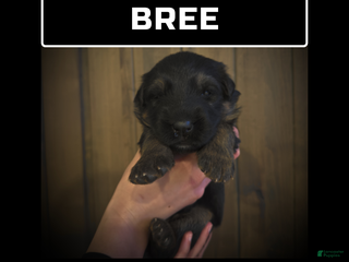 German Shepherd dogs Bree - Ad 25