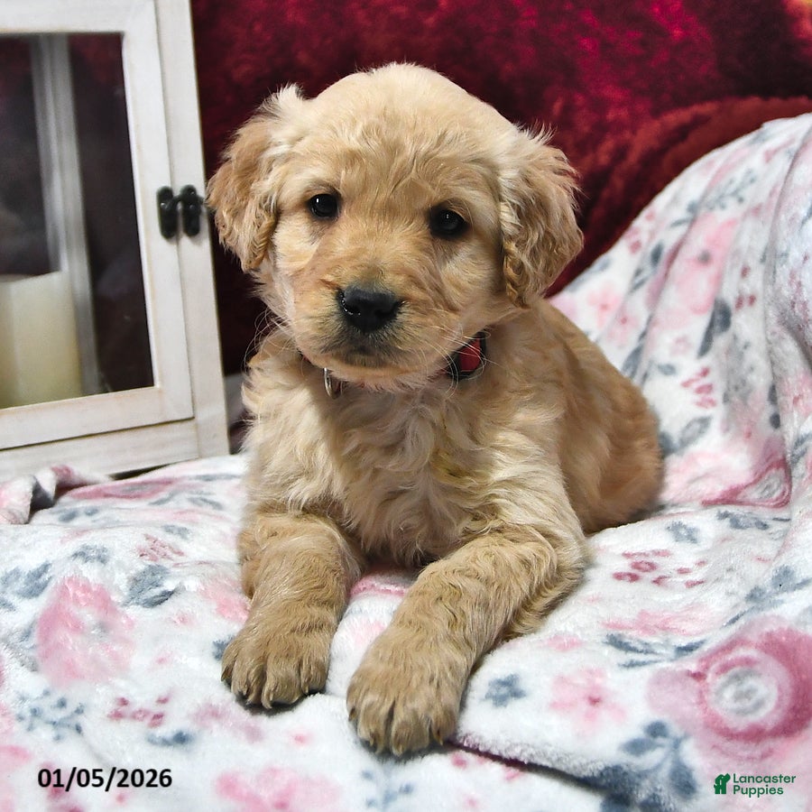 Goldendoodle dogs Hannah - Ad 30
