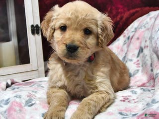Goldendoodle dogs Hannah - Ad 38