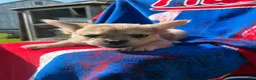 French Bulldog dogs for sale: Samson  - Ad 4