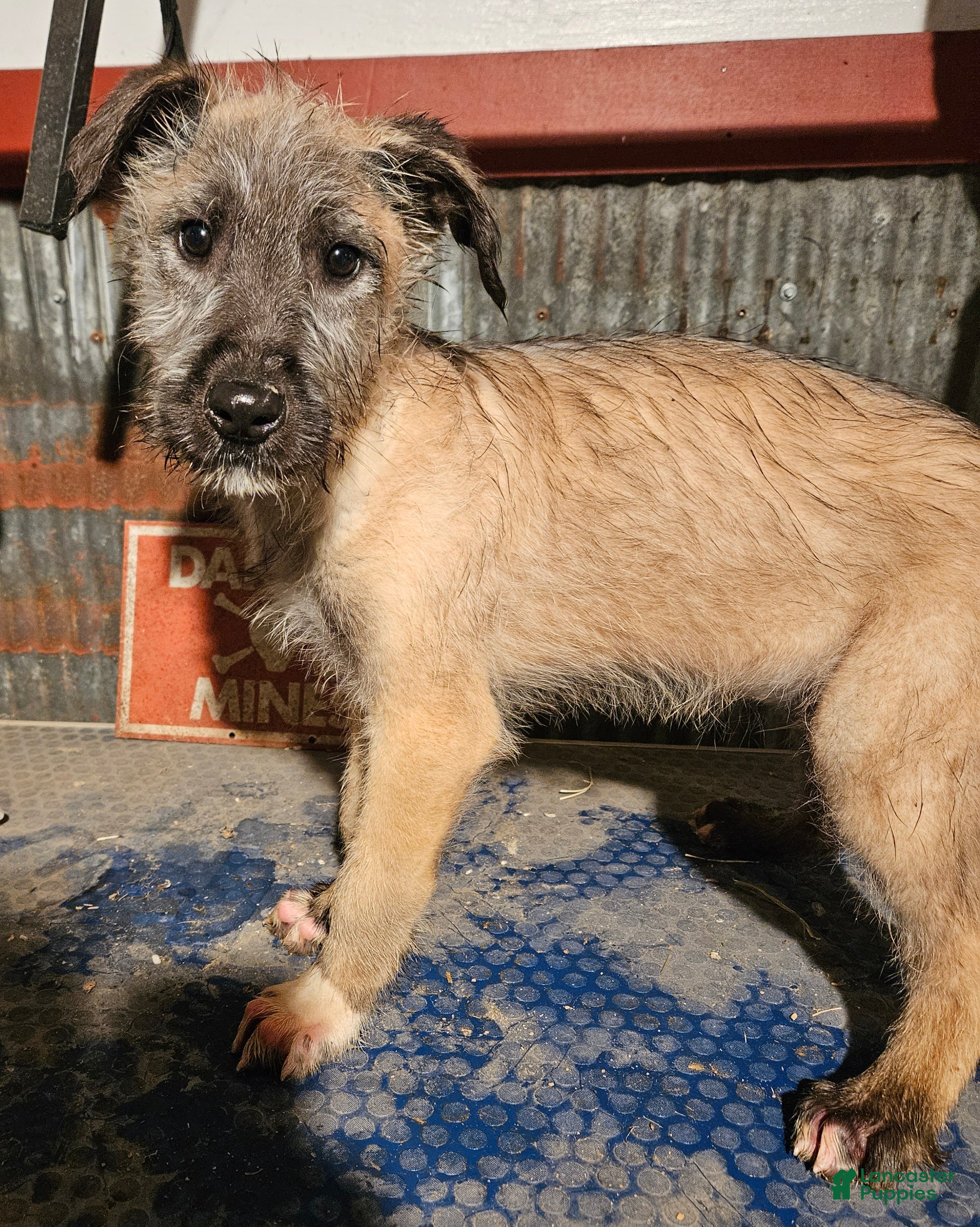 Irish Wolfhound dogs Irish Wolfhound Puppy 1 - Ad 1