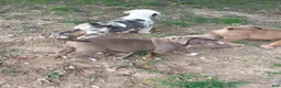 American Bully dogs for sale: Beauty - Ad 6