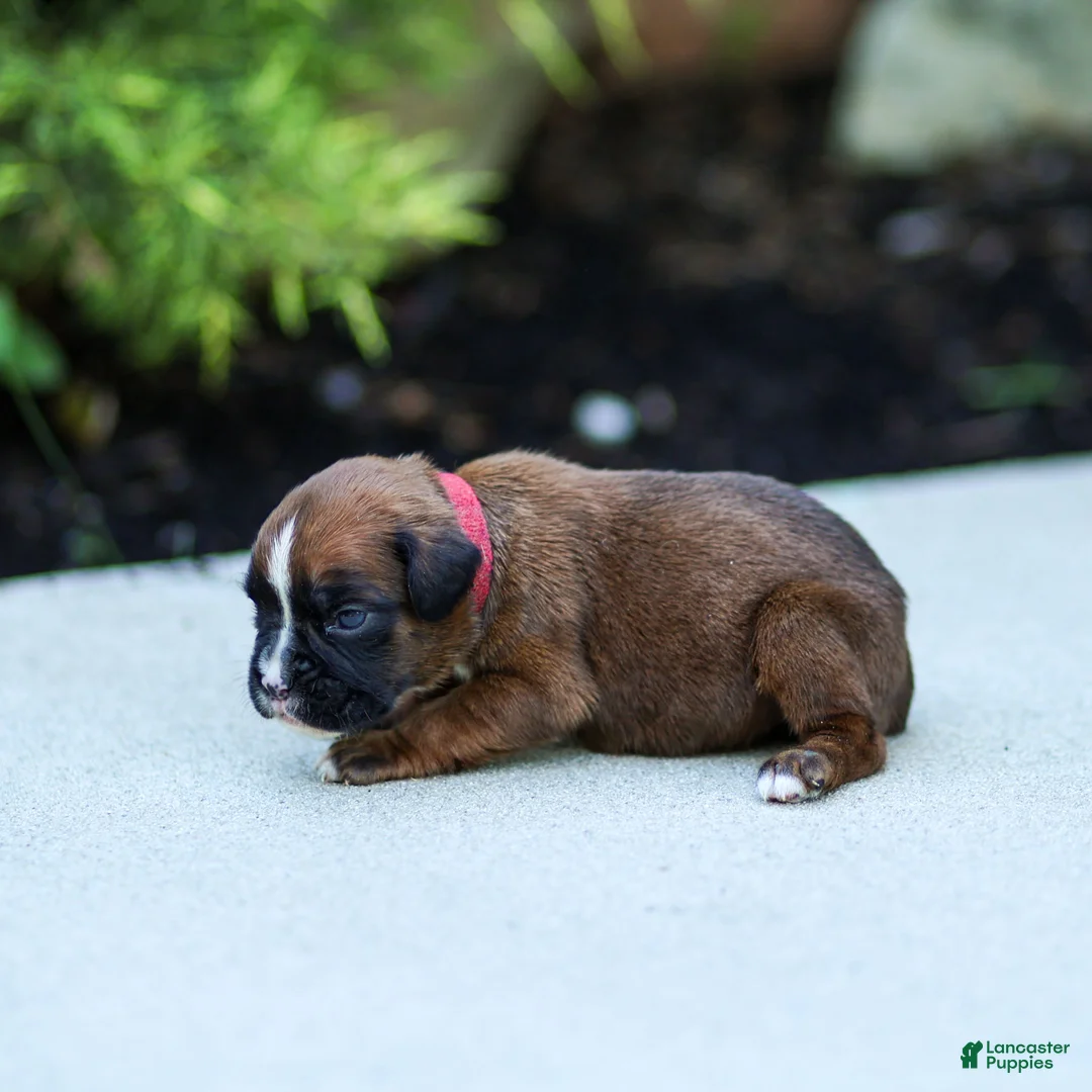 Boxer dogs for sale: Niki Boxer 4 - Ad 1