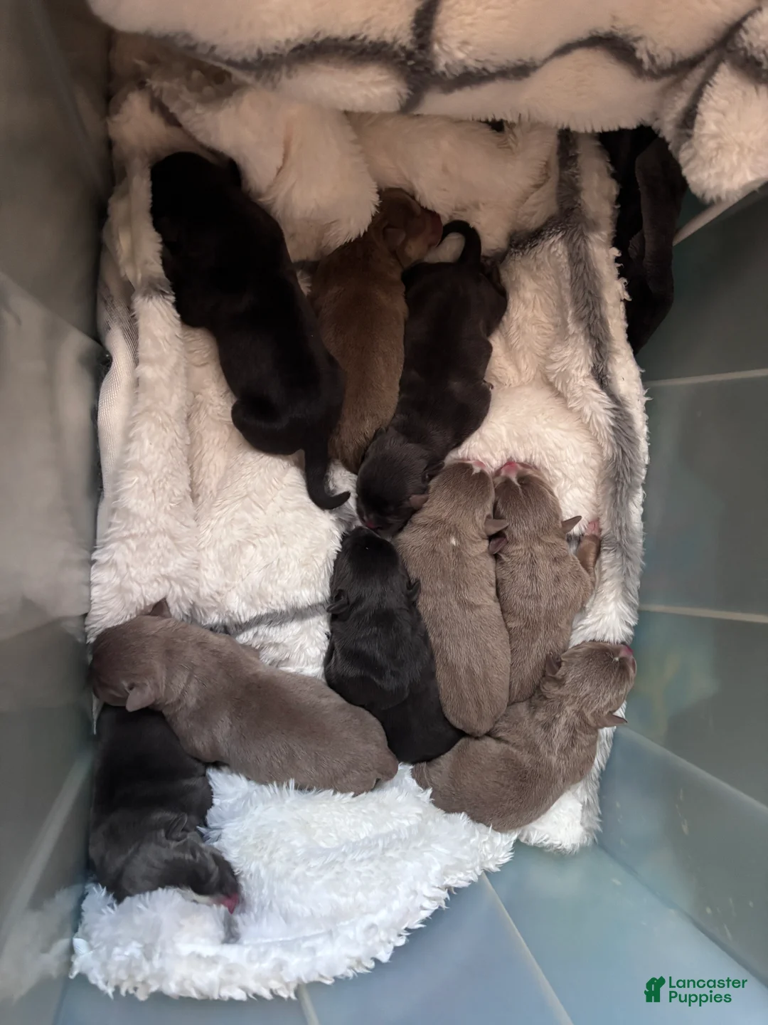 American Bully dogs for sale: American Bully Puppy 1 - Ad 1