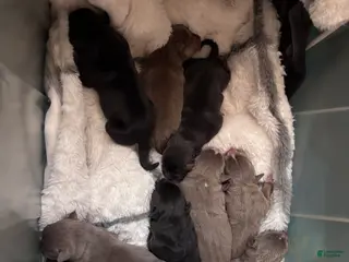 American Bully dogs American Bully Puppy 1 - Ad 7