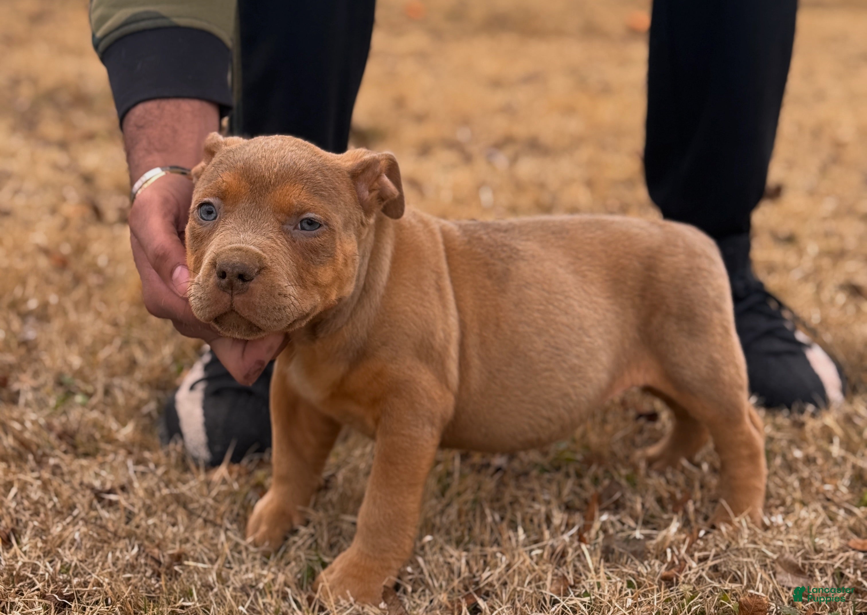 American Bully dogs Enzo (Bossy Kennels BL Champagne Merle XL Bully) - Ad 2