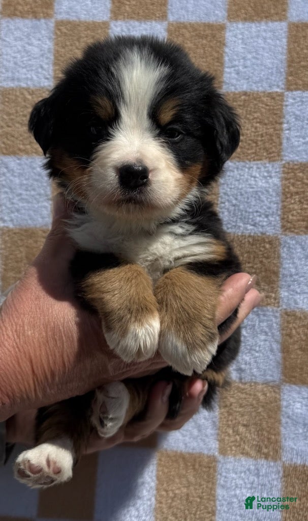 Bernese Mountain Dog dogs for sale: Bunny - Ad 2