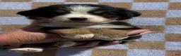 Bernese Mountain Dog dogs for sale: Bunny - Ad 1