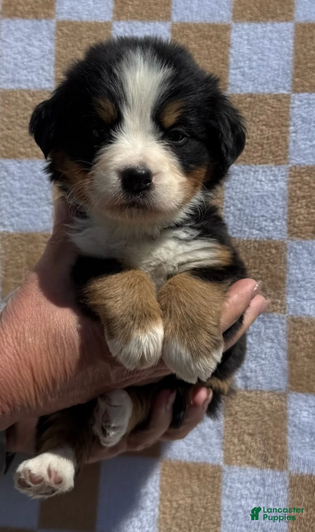 Bernese Mountain Dog dogs for sale: Bunny - Ad 1