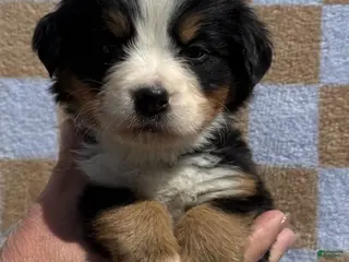 Bernese Mountain Dog dogs for sale: Bunny - Ad 2