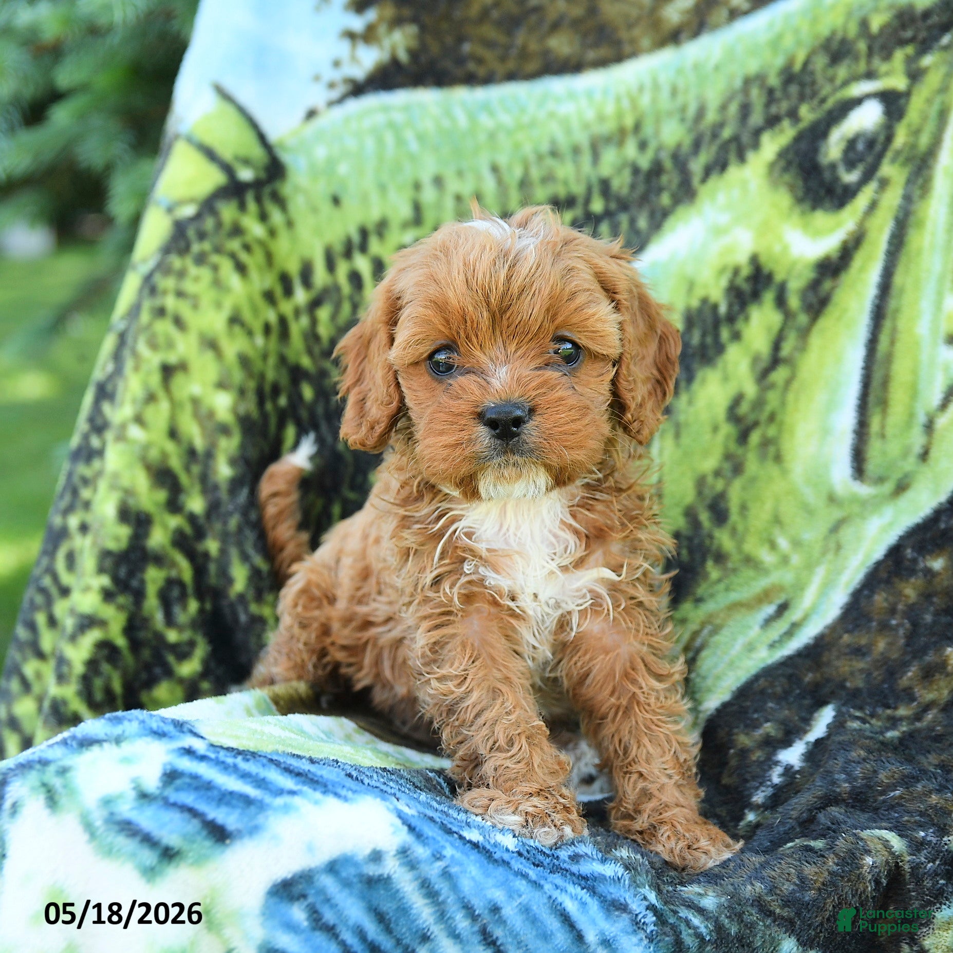Cavapoo dogs for sale: Matt  - Ad 1