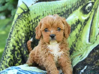 Cavapoo dogs for sale: Matt - Ad 1