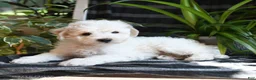 Bichpoo dogs for sale: Beau - Ad 5