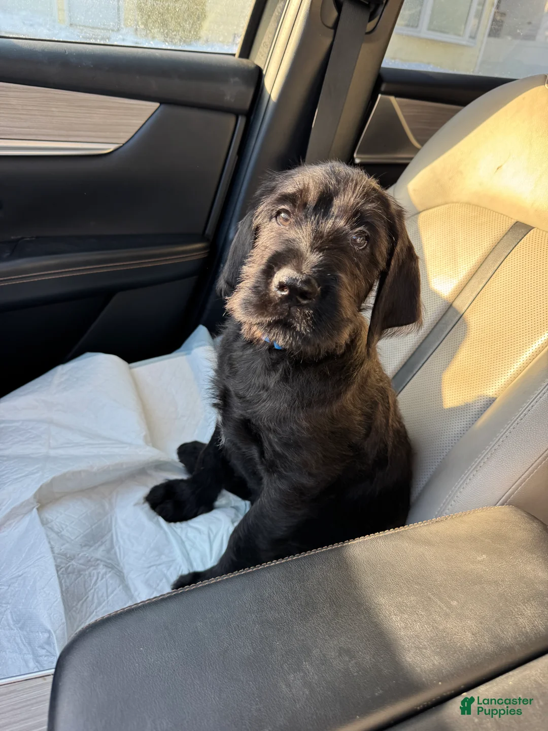 Mixed Breed dogs for sale: Dark Blue Collar - Ad 1