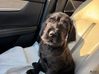 Mixed Breed dogs Dark Blue Collar - Ad 28