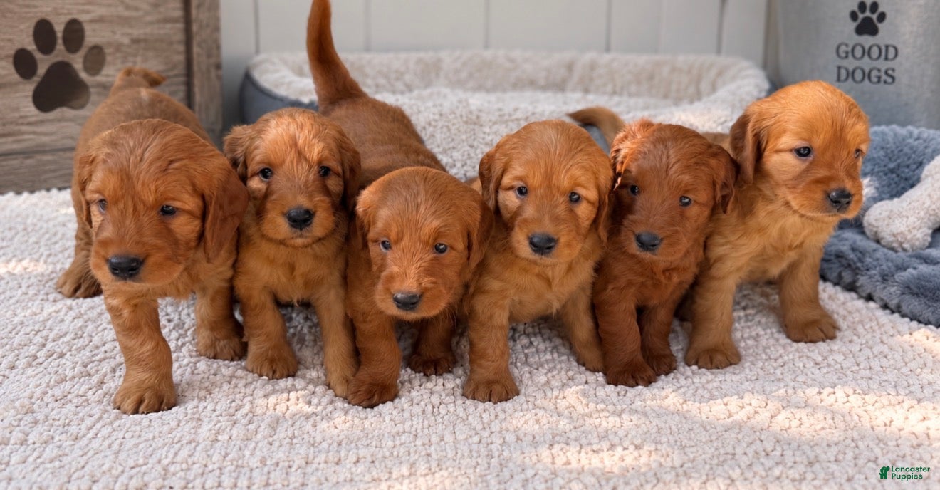 Goldendoodle dogs Rusty - Ad 2