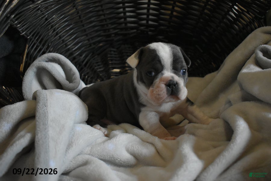 Frenchton dogs Reno - Ad 2