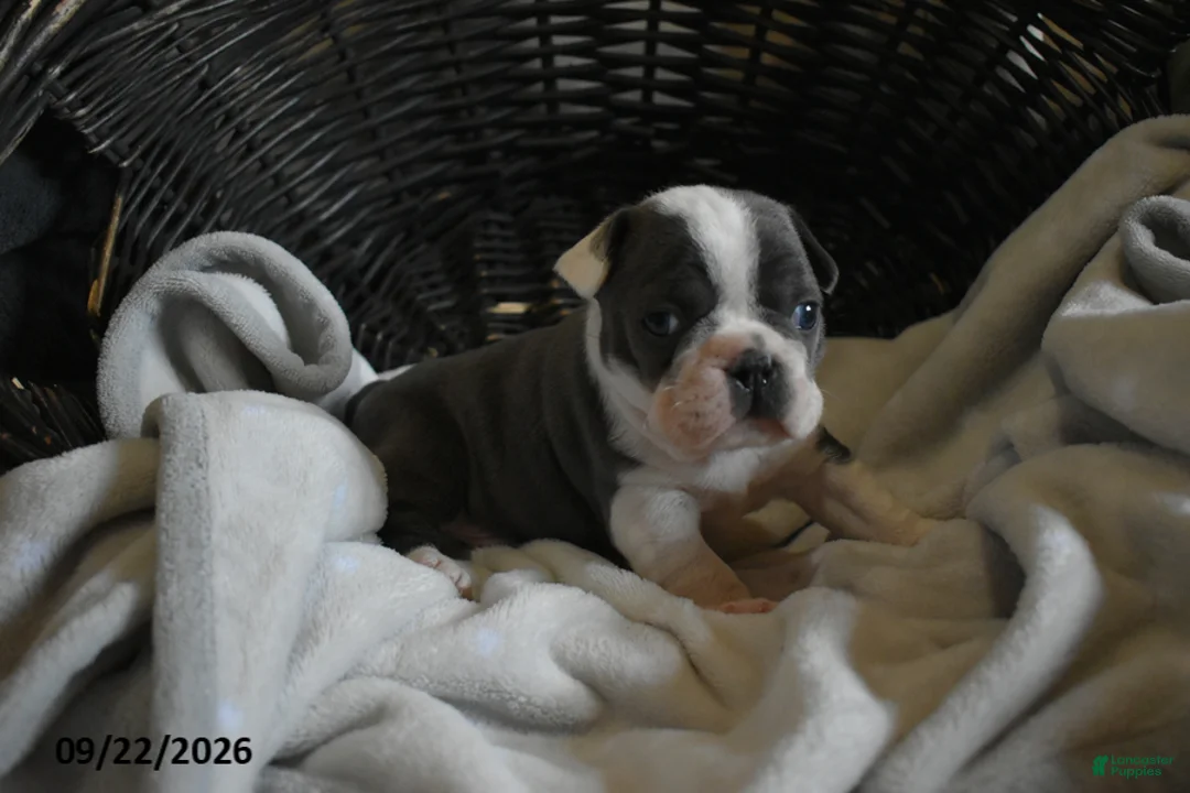 Frenchton dogs for sale: Reno - Ad 2