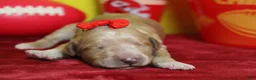 Goldendoodle dogs for sale: Cinder  - Ad 2