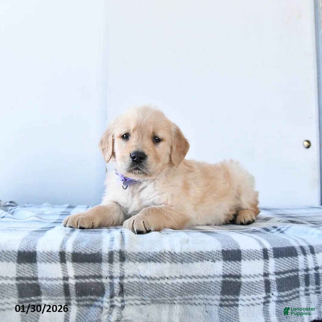 Golden Retriever dogs for sale: Roxie - Ad 2