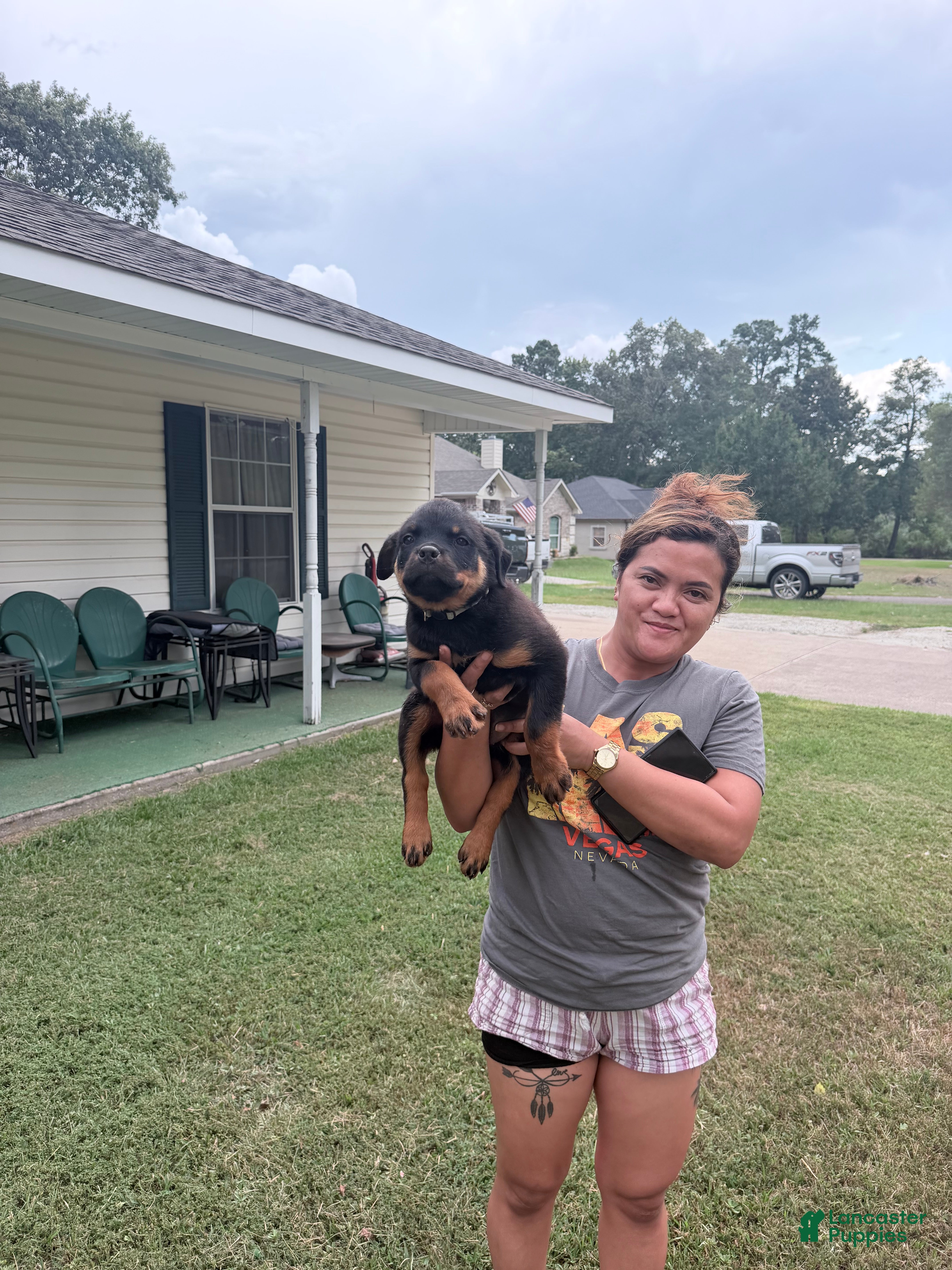 Rottweiler dogs Sky blue female  - Ad 2