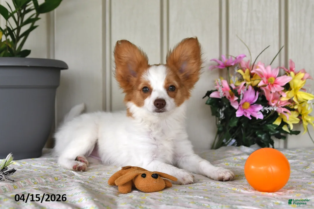 Papillon dogs for sale: Bonita - Ad 2